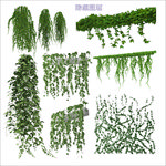 攀爬植物