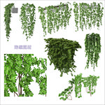 攀爬植物