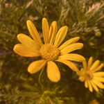 雏菊