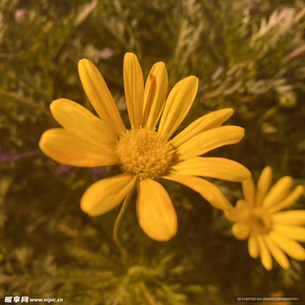雏菊