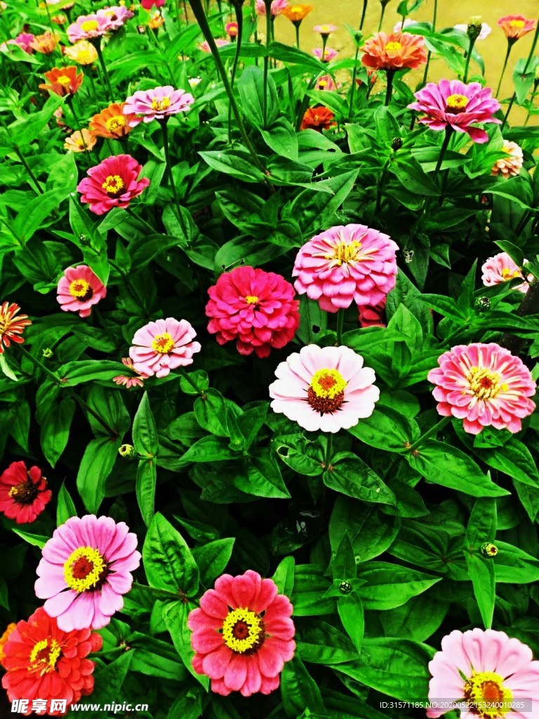 百日菊