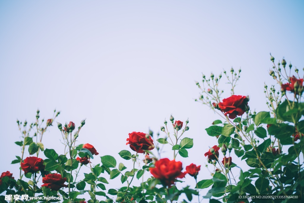 玫瑰花