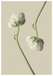 毛茛花