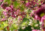 樱花树