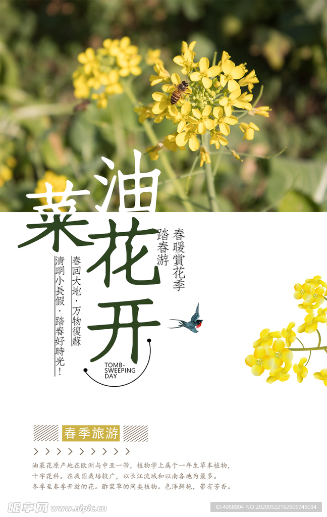 油菜花开
