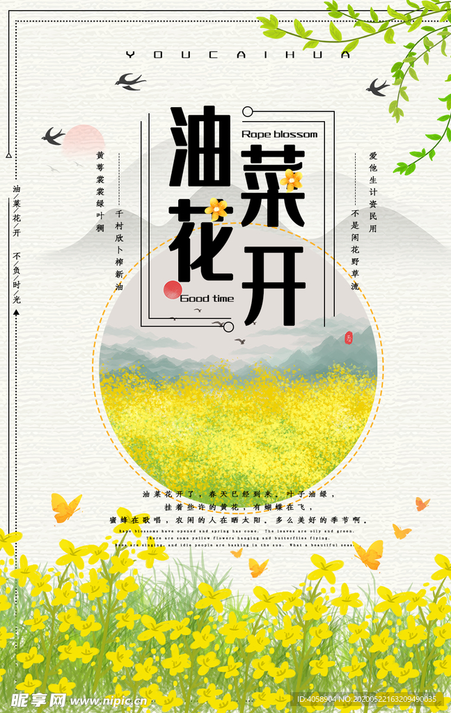 油菜花开