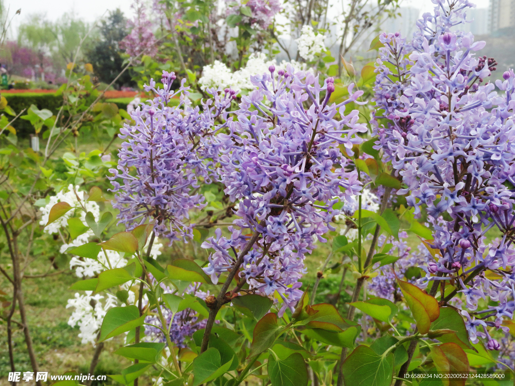 丁香花