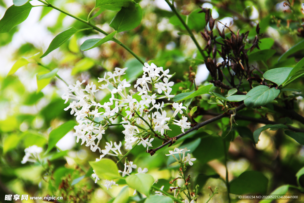 丁香花