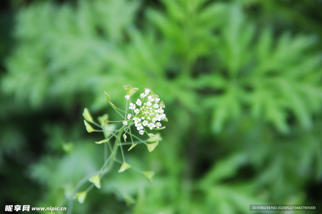 荠菜花