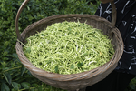 金银花茶叶高清照片