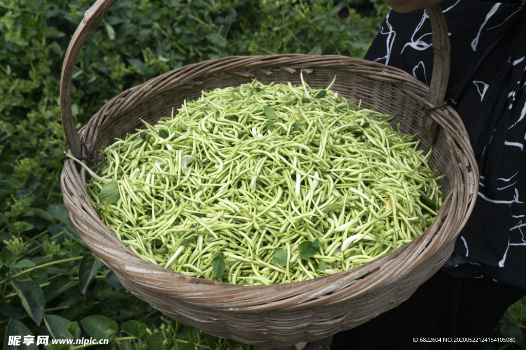 金银花茶叶高清照片