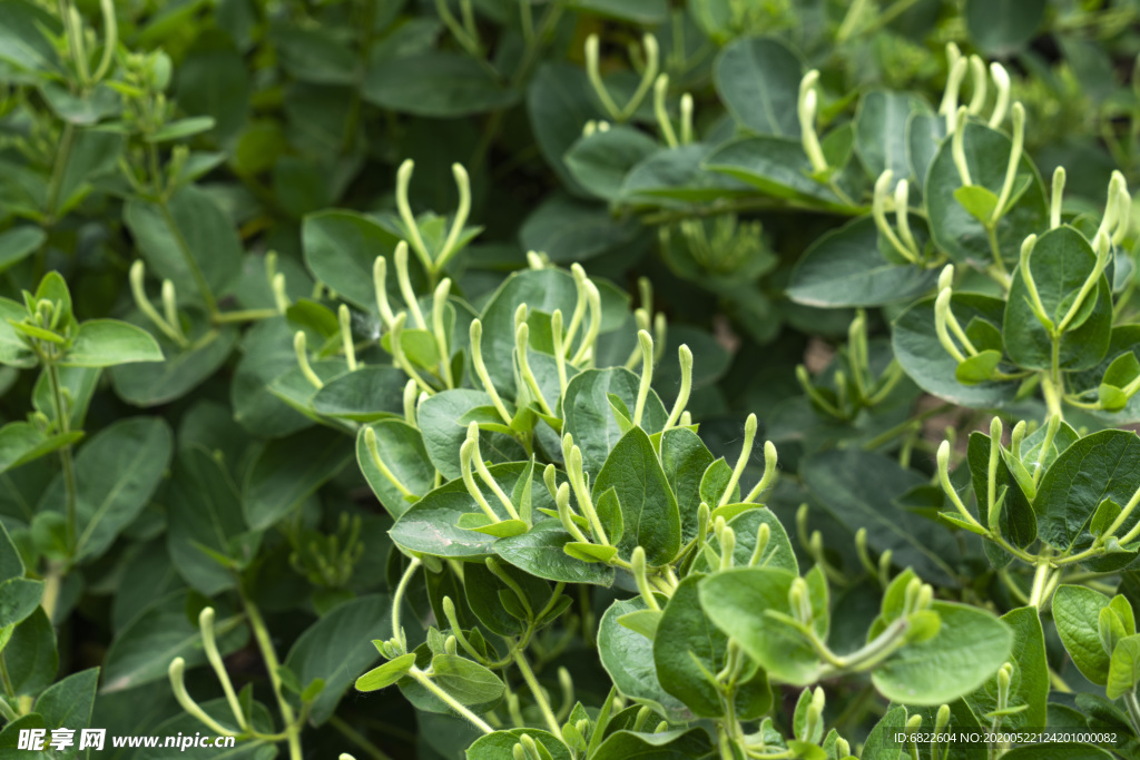 金银花茶叶高清照片