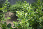 金银花茶叶高清照片