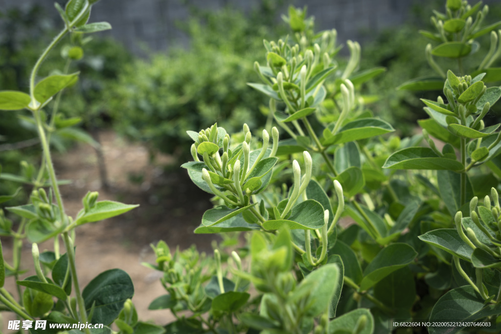 金银花茶叶高清照片