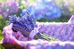 紫色花朵 薰衣草