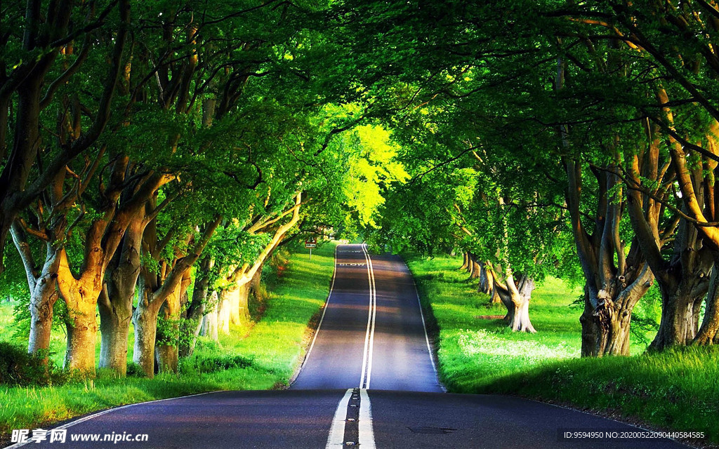 道路 夏天 森林 公路 光影