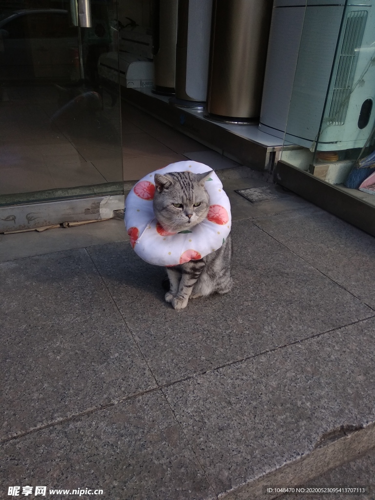 戴脖套的猫