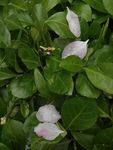 春雨落花