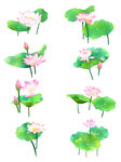 荷花素材