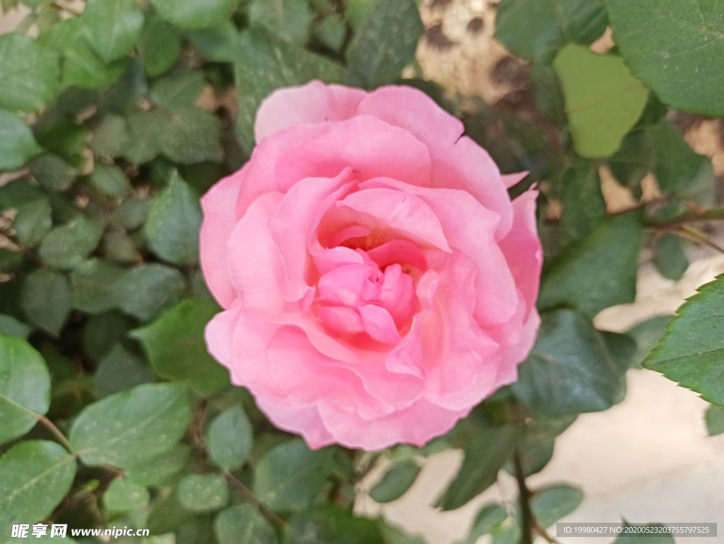 粉色  玫瑰