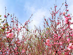 春暖花开
