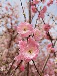 春暖花开