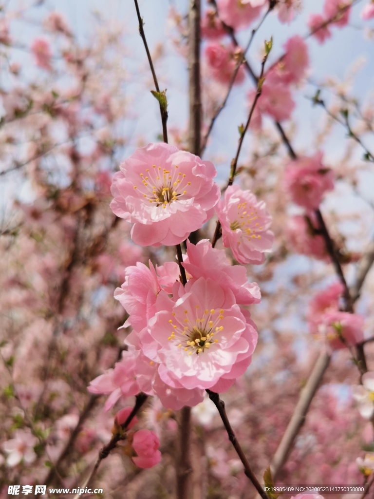 春暖花开