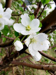 沙果花