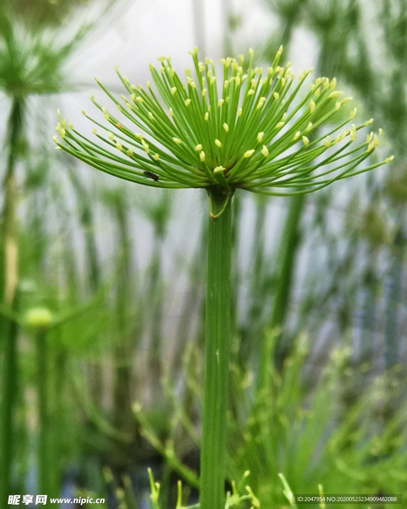 春天绿草