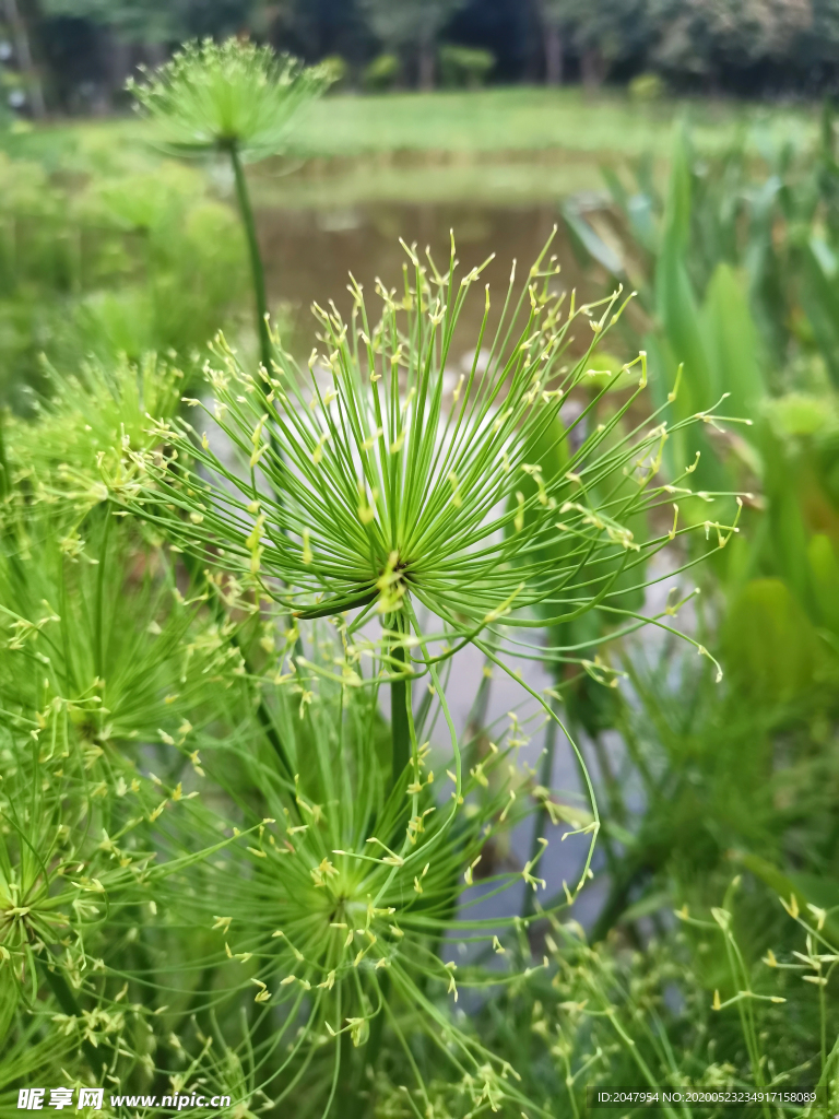 春天 草地