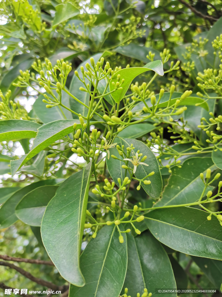 小花花