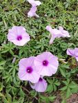 牵牛花