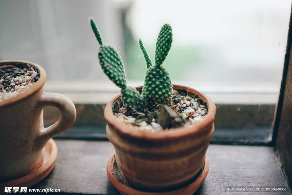 仙人掌仙人掌花图片