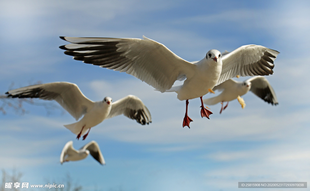 海鸥空山鸟语图片