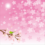 樱花