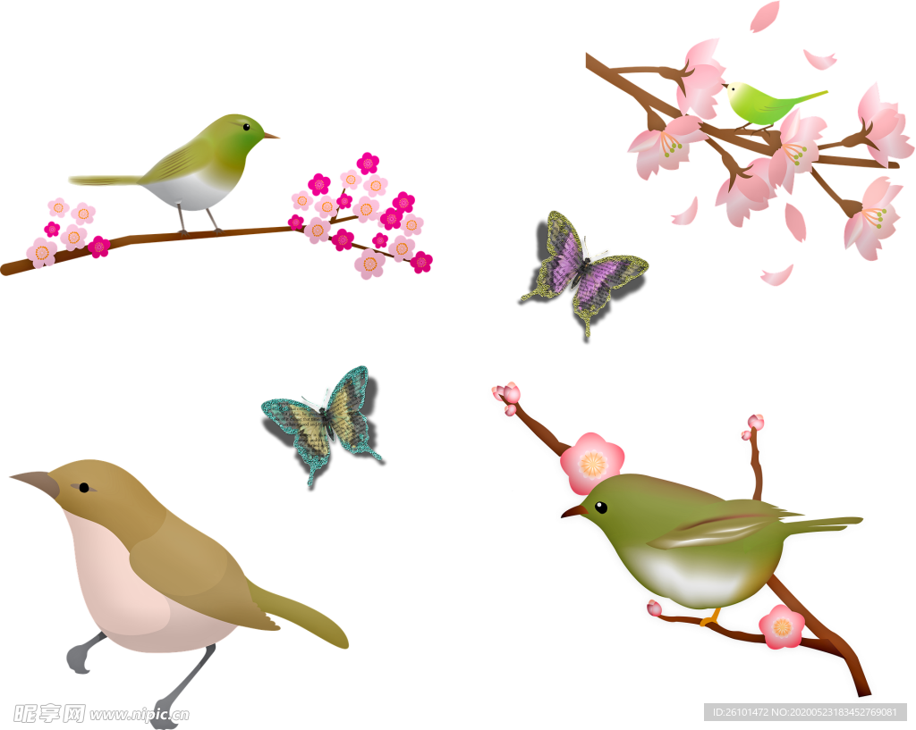 花与鸟