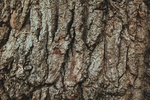 木纹