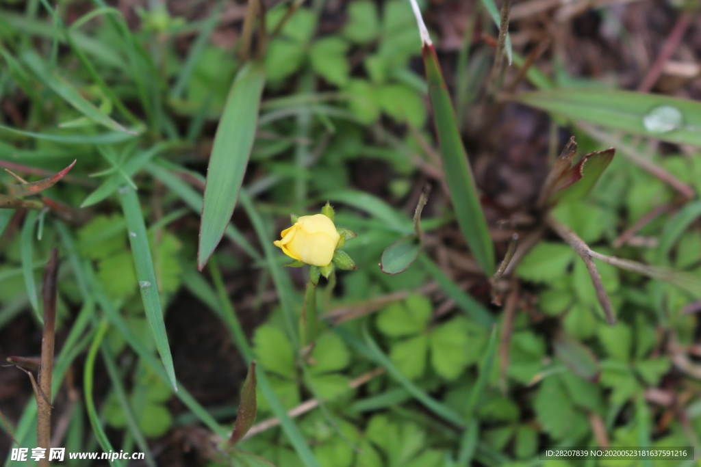 黄花
