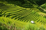 山区梯田景观