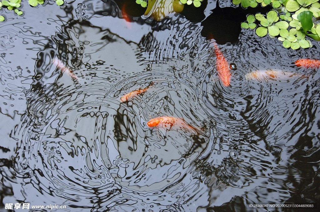 金鱼