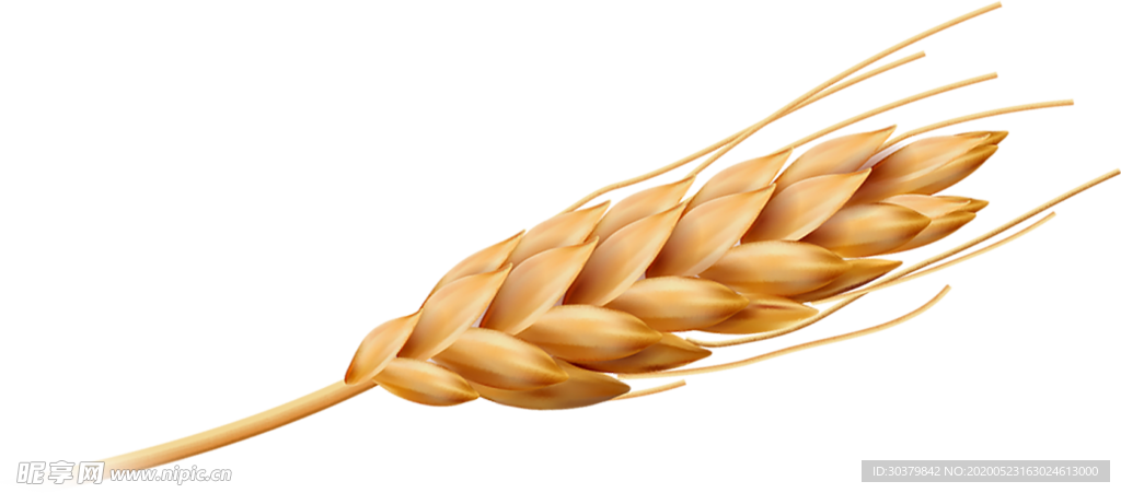 麦穗