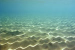 海