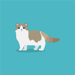 猫