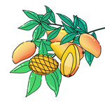芒果