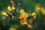 雀花