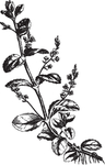 Ai矢量中草药素材