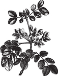 Ai矢量中草药素材