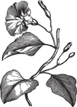 Ai矢量中草药素材