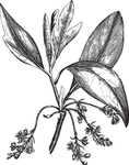 Ai矢量中草药素材