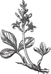 Ai矢量中草药素材